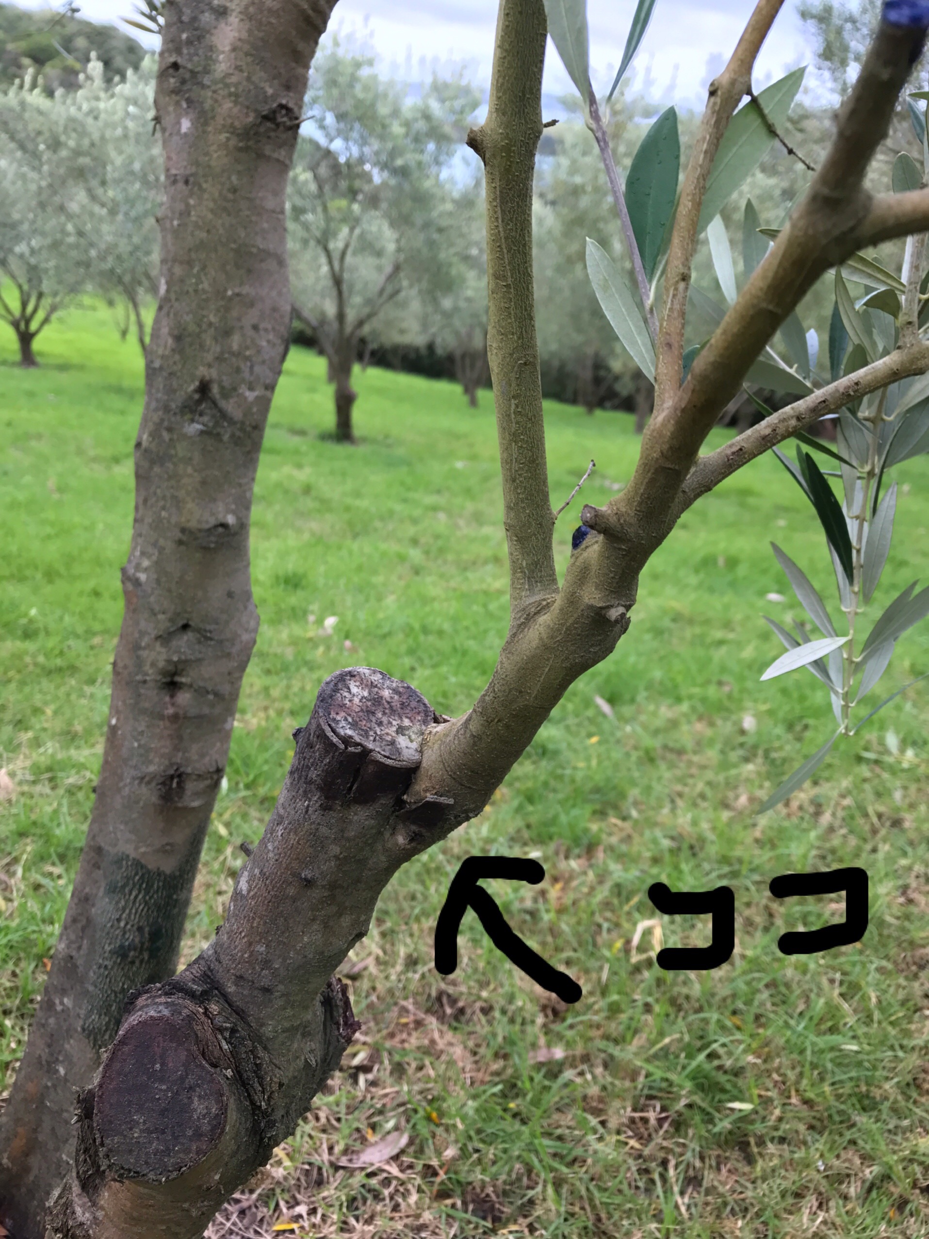 カヨンヌ　オリーブの木　接木