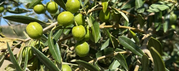 2026年 新年のごあいさつ