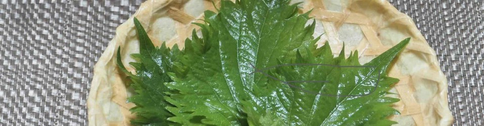 オリーブオイルを食べよう！大葉の栄養と香りで暑い夏を乗り切ろう(栄養編)