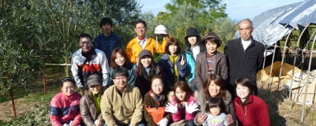 Olive Harvesting Tour in Shodoshima Island !