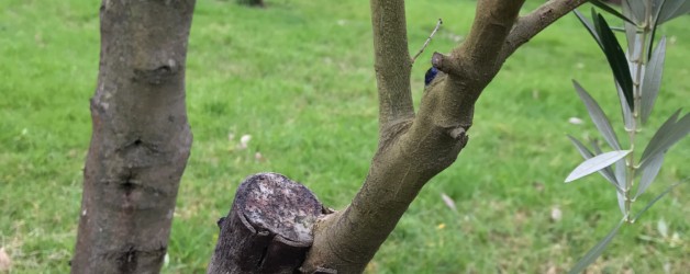 オリーブの接ぎ木